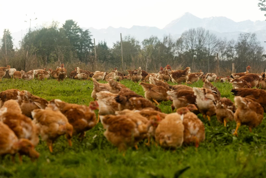 Poulets fermiers dans un parcours enherbés à la ferme marcotte 64