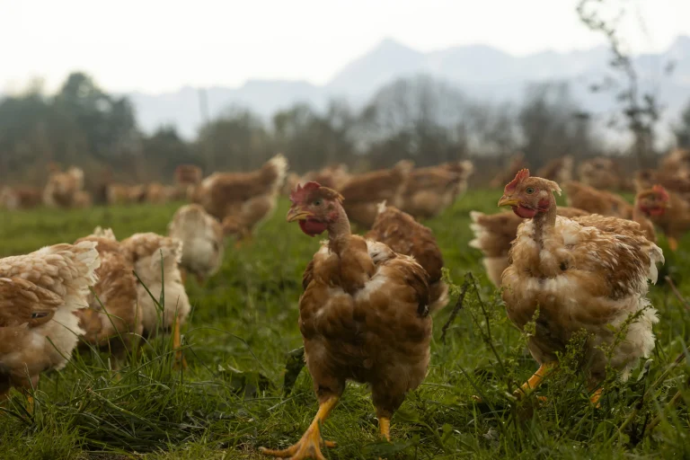 poulets dans parcours herbe